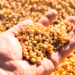 Costa Rica conquista 2º lugar no ranking de produtividade de soja de MS e alcança 76,91 sacas por hectare
