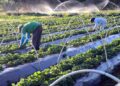 Menos Enxada, Mais Inovação: Projeto “Hidroponia para Todos” quebra preconceitos e dobra renda de pequenos produtores