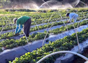 Menos Enxada, Mais Inovação: Projeto “Hidroponia para Todos” quebra preconceitos e dobra renda de pequenos produtores