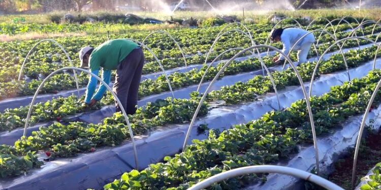 Menos Enxada, Mais Inovação: Projeto “Hidroponia para Todos” quebra preconceitos e dobra renda de pequenos produtores