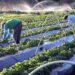 Menos Enxada, Mais Inovação: Projeto “Hidroponia para Todos” quebra preconceitos e dobra renda de pequenos produtores