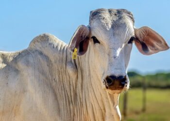 Selo de Ouro na Pecuária: China reconhece Brasil como 100% livre de aftosa sem vacinação e abre as portas para carne com osso e miúdos de MS