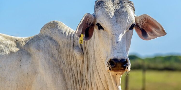 Selo de Ouro na Pecuária: China reconhece Brasil como 100% livre de aftosa sem vacinação e abre as portas para carne com osso e miúdos de MS