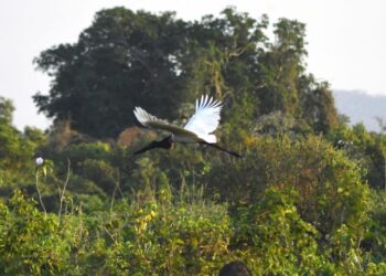 MapBiomas: Mato Grosso do Sul tem a menor área desmatada do Brasil nos últimos 7 anos
