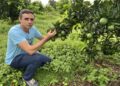 Citricultura de Elite: Fruticultura se consolida como penser econômico e revoluciona a agricultura familiar em Costa Rica