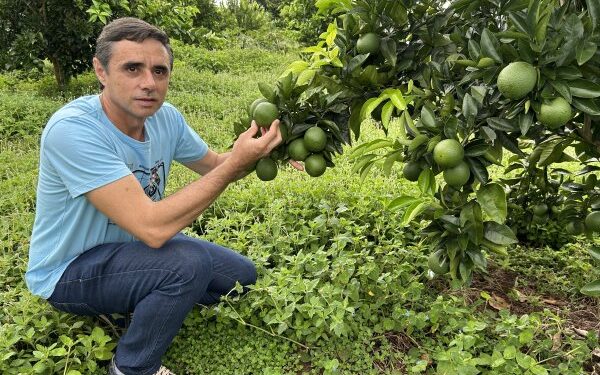 Citricultura de Elite: Fruticultura se consolida como penser econômico e revoluciona a agricultura familiar em Costa Rica