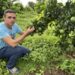 Citricultura de Elite: Fruticultura se consolida como penser econômico e revoluciona a agricultura familiar em Costa Rica