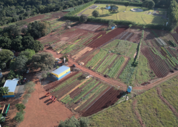 Fortalecimento do Campo: Horticultores do Cinturão Verde de Costa Rica participam de oficina do Sebrae e SEMAG para expandir produção sustentável
