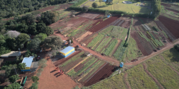 Fortalecimento do Campo: Horticultores do Cinturão Verde de Costa Rica participam de oficina do Sebrae e SEMAG para expandir produção sustentável