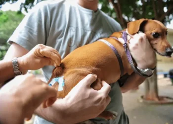 Paraíso das Águas inicia etapa urbana da vacinação antirrábica para cães e gatos