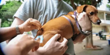 Paraíso das Águas inicia etapa urbana da vacinação antirrábica para cães e gatos