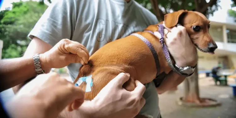 Paraíso das Águas inicia etapa urbana da vacinação antirrábica para cães e gatos