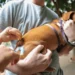Paraíso das Águas inicia etapa urbana da vacinação antirrábica para cães e gatos