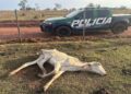 MPMS apura suspeita de maus-tratos a bovinos em fazenda de Cassilândia