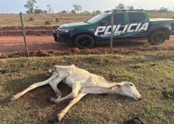 MPMS apura suspeita de maus-tratos a bovinos em fazenda de Cassilândia