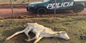 MPMS apura suspeita de maus-tratos a bovinos em fazenda de Cassilândia