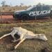 MPMS apura suspeita de maus-tratos a bovinos em fazenda de Cassilândia