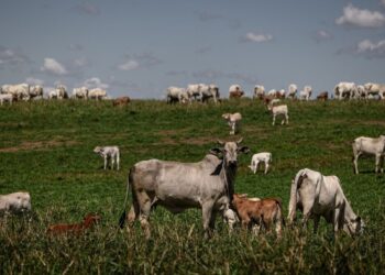 UE endurece regra para carne bovina e Brasil tenta manter exportações