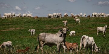 UE endurece regra para carne bovina e Brasil tenta manter exportações