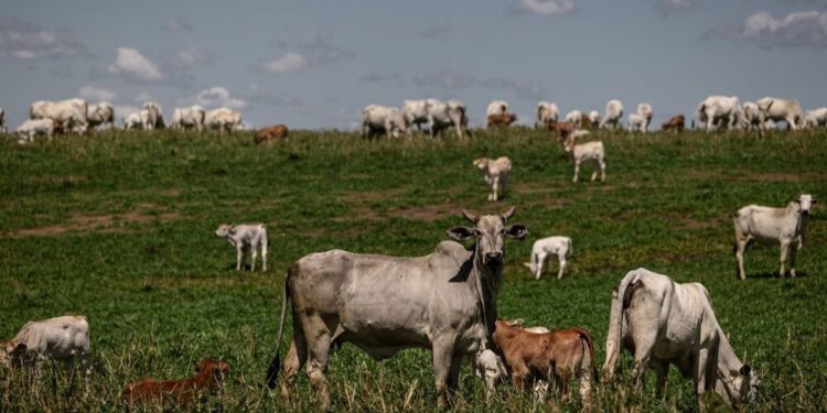 UE endurece regra para carne bovina e Brasil tenta manter exportações