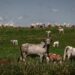 UE endurece regra para carne bovina e Brasil tenta manter exportações