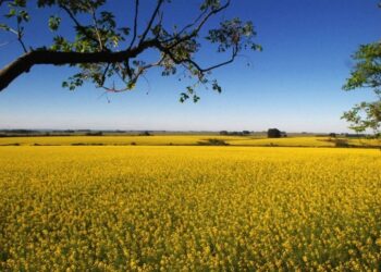 Mato Grosso do Sul terá tempo mais seco e temperaturas amenas nesta quarta-feira