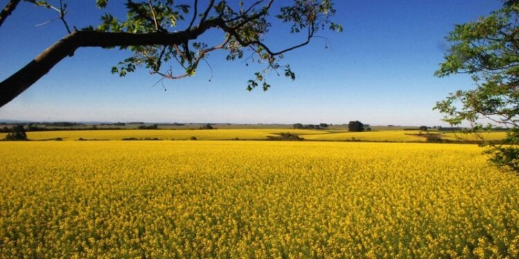 Mato Grosso do Sul terá tempo mais seco e temperaturas amenas nesta quarta-feira
