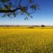 Mato Grosso do Sul terá tempo mais seco e temperaturas amenas nesta quarta-feira