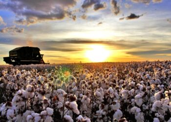 Costa Rica lidera ranking estadual de cultivo de algodão na safra 2025/26