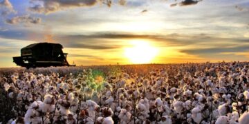 Costa Rica lidera ranking estadual de cultivo de algodão na safra 2025/26