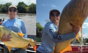 ‘ACHEI A BARRA DE OURO’: empresária coxinense fisga peixe dourado gigante de 18 kg em rio de Mato Grosso do Sul