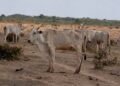 MPMS firma acordo para dar fim a maus-tratos em fazenda com 8 mil bovinos