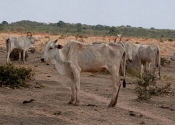 MPMS firma acordo para dar fim a maus-tratos em fazenda com 8 mil bovinos