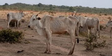 MPMS firma acordo para dar fim a maus-tratos em fazenda com 8 mil bovinos