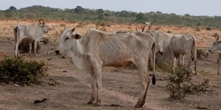 MPMS firma acordo para dar fim a maus-tratos em fazenda com 8 mil bovinos