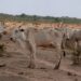 MPMS firma acordo para dar fim a maus-tratos em fazenda com 8 mil bovinos