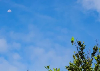 Sexta-feira terá calor, baixa umidade e chance de tempestades em MS