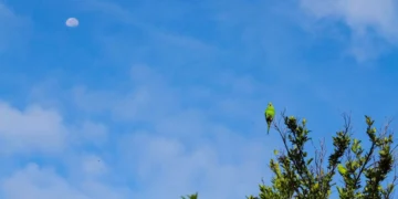 Sexta-feira terá calor, baixa umidade e chance de tempestades em MS