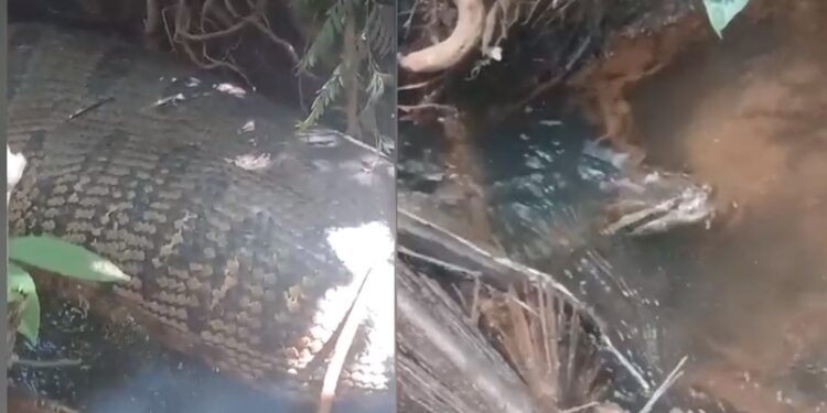 Vídeo: Sucuri de 5 metros é encontrada por família que tomava banho em córrego em MS