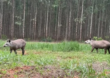 Meio ambiente e biodiversidade: Casal de antas é registrado em plena luz do dia entre Paraíso das Águas e Inocência