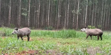 Meio ambiente e biodiversidade: Casal de antas é registrado em plena luz do dia entre Paraíso das Águas e Inocência