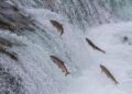 Meio ambiente e pesca: Defeso da Piracema 2026/2027 começa em 1º de novembro na bacia do Paraná e dia 5 na bacia do Paraguai