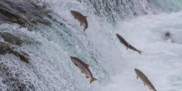 Meio ambiente e pesca: Defeso da Piracema 2026/2027 começa em 1º de novembro na bacia do Paraná e dia 5 na bacia do Paraguai