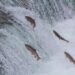 Meio ambiente e pesca: Defeso da Piracema 2026/2027 começa em 1º de novembro na bacia do Paraná e dia 5 na bacia do Paraguai