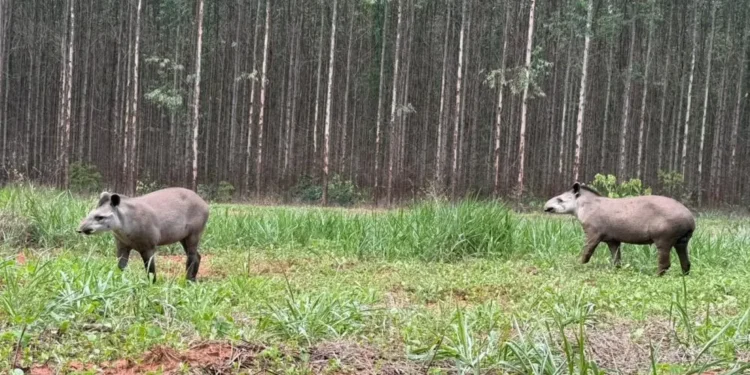 Meio ambiente e biodiversidade: Casal de antas é registrado em plena luz do dia entre Paraíso das Águas e Inocência