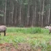 Meio ambiente e biodiversidade: Casal de antas é registrado em plena luz do dia entre Paraíso das Águas e Inocência