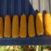 Agronegócio e recorde histórico: Safra de milho 2025/2026 atinge 16,23 milhões de toneladas em MS; Alcinópolis lidera produtividade no Estado