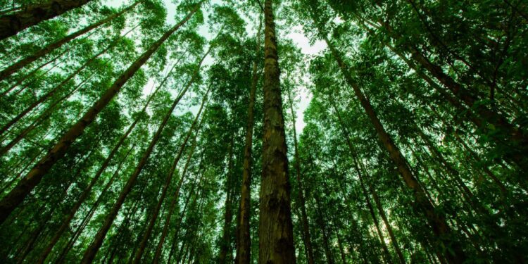 Indústria de celulose e logística mudam perfil migratório de Mato Grosso do Sul