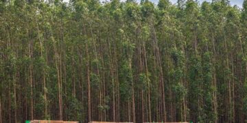 Suzano recebe inscrições para 12 vagas de emprego em Ribas do Rio Pardo e Três Lagoas