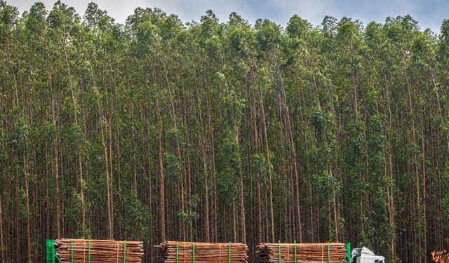 Suzano recebe inscrições para 12 vagas de emprego em Ribas do Rio Pardo e Três Lagoas